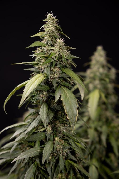 Alien OG 👽 - Zamnesia x B&B. Week 13 - Alien OG #1 - No Techniques