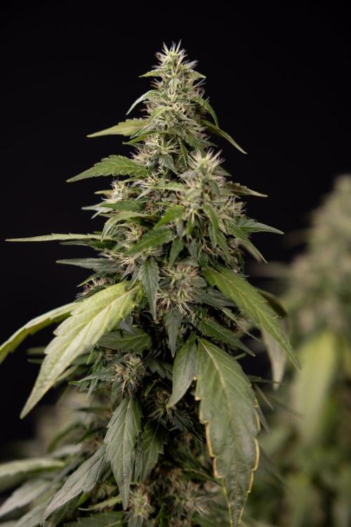 Alien OG 👽 - Zamnesia x B&B. Week 13 - Alien OG #1 - No Techniques