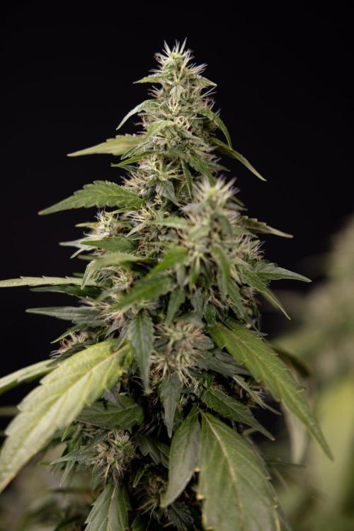 Alien OG 👽 - Zamnesia x B&B. Week 13 - Alien OG #1 - No Techniques