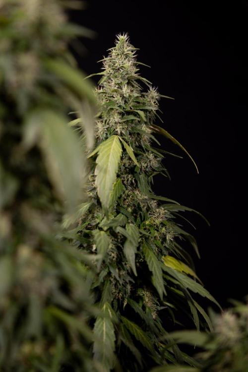 Alien OG 👽 - Zamnesia x B&B. Week 13 - Alien OG #1 - No Techniques