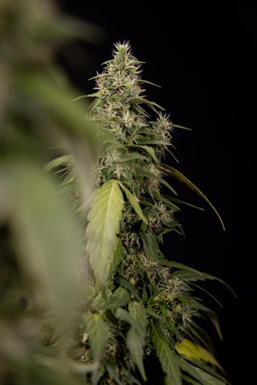 Alien OG 👽 - Zamnesia x B&B. Week 13 - Alien OG #1 - No Techniques