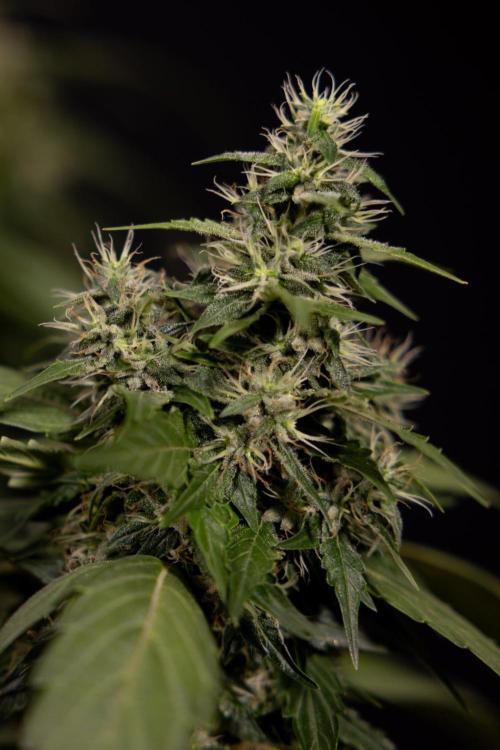 Alien OG 👽 - Zamnesia x B&B. Week 13 - Alien OG #1 - No Techniques