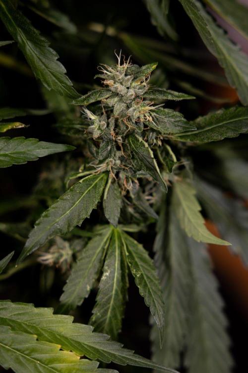 Alien OG 👽 - Zamnesia x B&B. Week 13 - Alien OG #1 - No Techniques