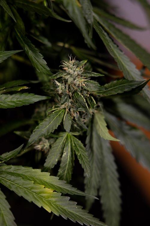 Alien OG 👽 - Zamnesia x B&B. Week 13 - Alien OG #1 - No Techniques