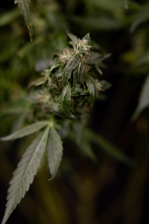 Alien OG 👽 - Zamnesia x B&B. Week 13 - Alien OG #1 - No Techniques