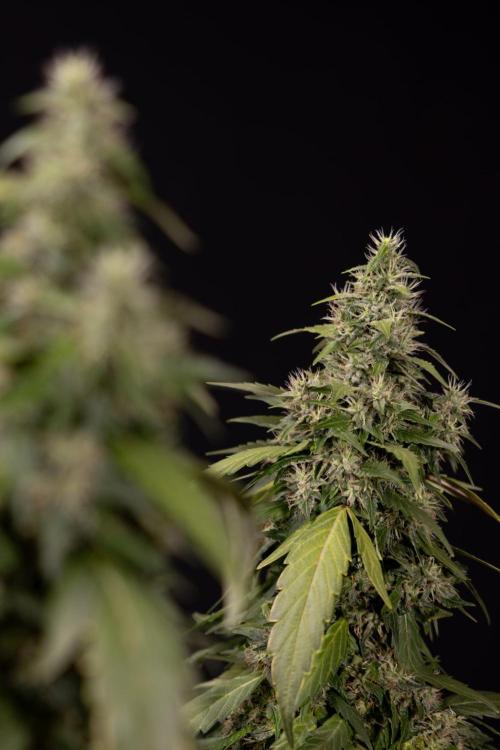 Alien OG 👽 - Zamnesia x B&B. Week 13 - Alien OG #1 - No Techniques