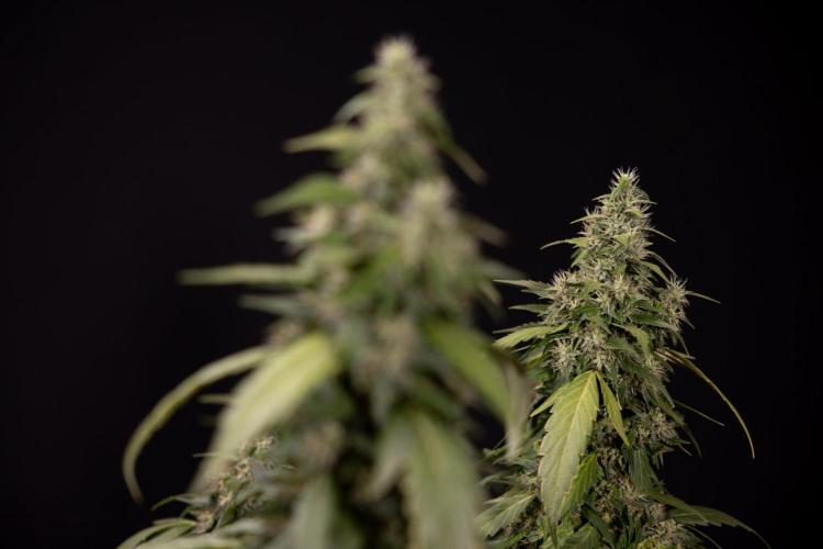 Alien OG 👽 - Zamnesia x B&B. Week 13 - Alien OG #1 - No Techniques