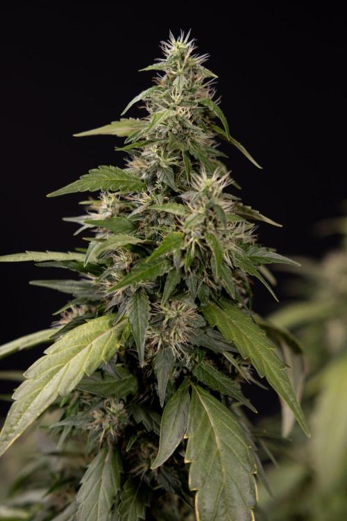 Alien OG 👽 - Zamnesia x B&B. Week 13 - Alien OG #1 - No Techniques