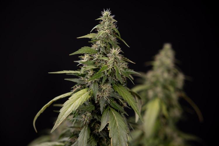Alien OG 👽 - Zamnesia x B&B. Week 13 - Alien OG #1 - No Techniques