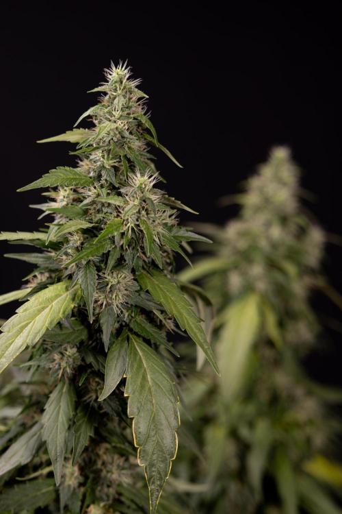 Alien OG 👽 - Zamnesia x B&B. Week 13 - Alien OG #1 - No Techniques