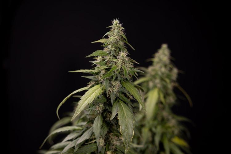 Alien OG 👽 - Zamnesia x B&B. Week 13 - Alien OG #1 - No Techniques