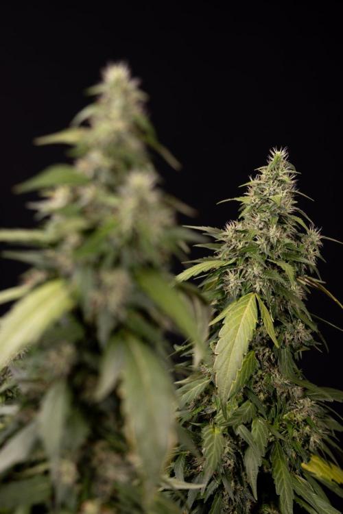 Alien OG 👽 - Zamnesia x B&B. Week 13 - Alien OG #1 - No Techniques