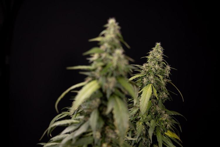 Alien OG 👽 - Zamnesia x B&B. Week 13 - Alien OG #1 - No Techniques