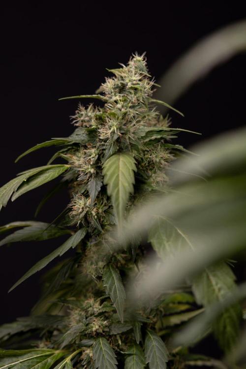 Alien OG 👽 - Zamnesia x B&B. Week 13 - Alien OG #1 - No Techniques