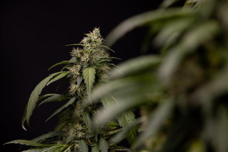 Alien OG 👽 - Zamnesia x B&B. Week 13 - Alien OG #1 - No Techniques