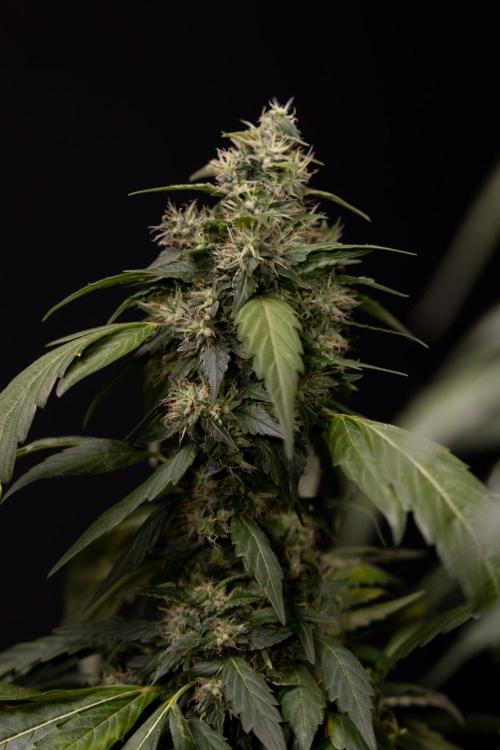 Alien OG 👽 - Zamnesia x B&B. Week 13 - Alien OG #1 - No Techniques