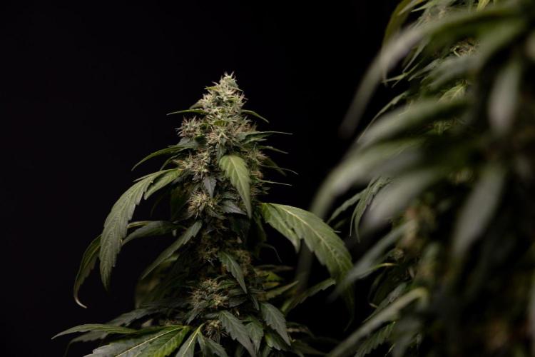 Alien OG 👽 - Zamnesia x B&B. Week 13 - Alien OG #1 - No Techniques