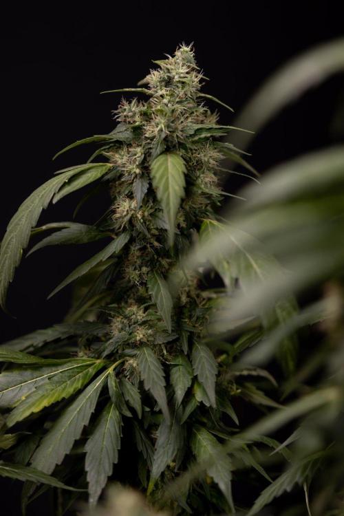 Alien OG 👽 - Zamnesia x B&B. Week 13 - Alien OG #1 - No Techniques
