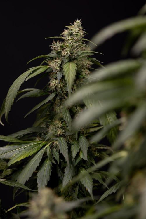 Alien OG 👽 - Zamnesia x B&B. Week 13 - Alien OG #1 - No Techniques