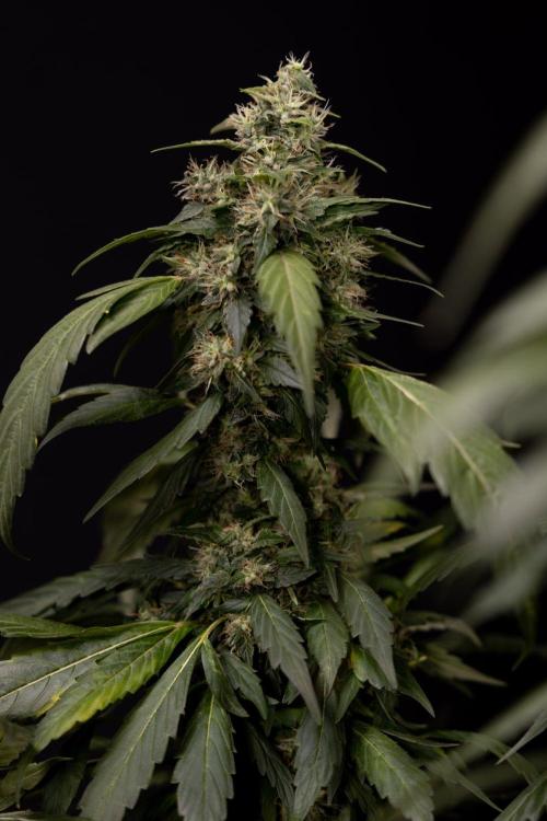 Alien OG 👽 - Zamnesia x B&B. Week 13 - Alien OG #1 - No Techniques
