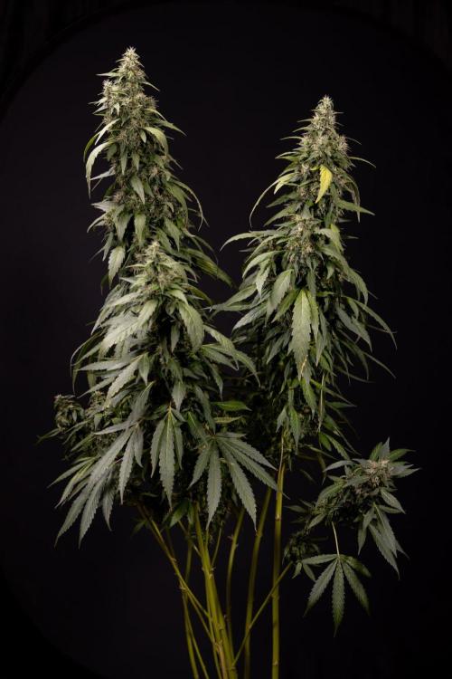Alien OG 👽 - Zamnesia x B&B. Week 13 - Alien OG #1 - No Techniques