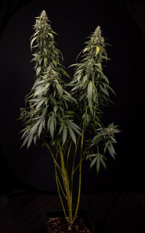 Alien OG 👽 - Zamnesia x B&B. Week 13 - Alien OG #1 - No Techniques