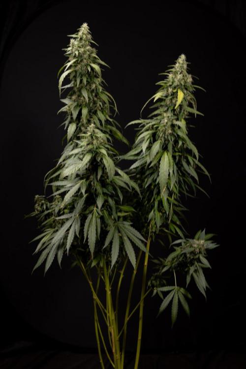 Alien OG 👽 - Zamnesia x B&B. Week 13 - Alien OG #1 - No Techniques
