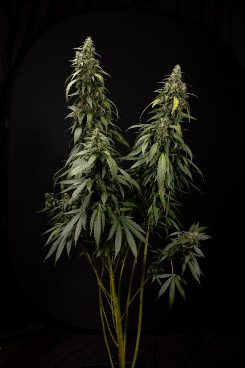 Alien OG 👽 - Zamnesia x B&B. Week 13 - Alien OG #1 - No Techniques