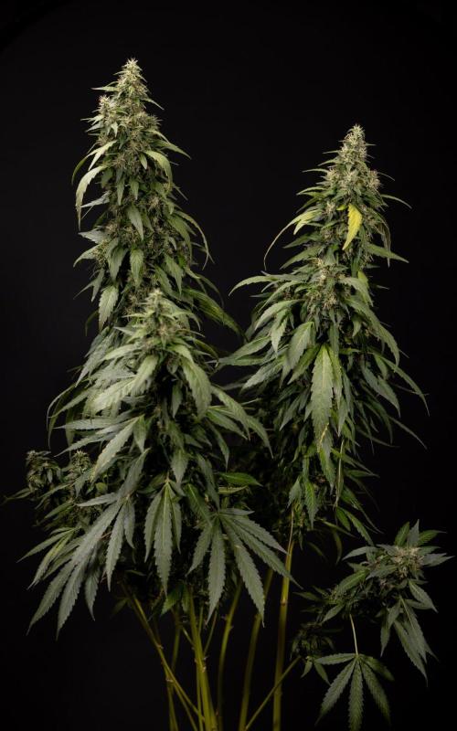Alien OG 👽 - Zamnesia x B&B. Week 13 - Alien OG #1 - No Techniques