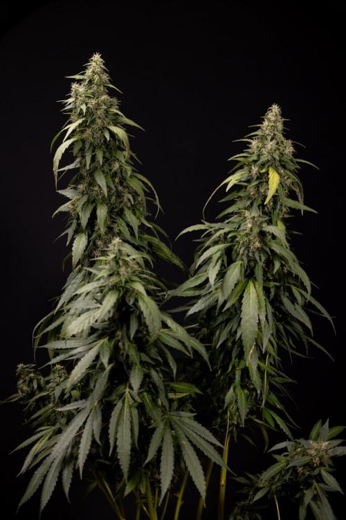 Alien OG 👽 - Zamnesia x B&B. Week 13 - Alien OG #1 - No Techniques