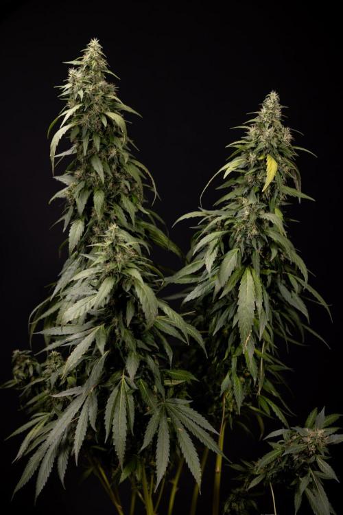 Alien OG 👽 - Zamnesia x B&B. Week 13 - Alien OG #1 - No Techniques