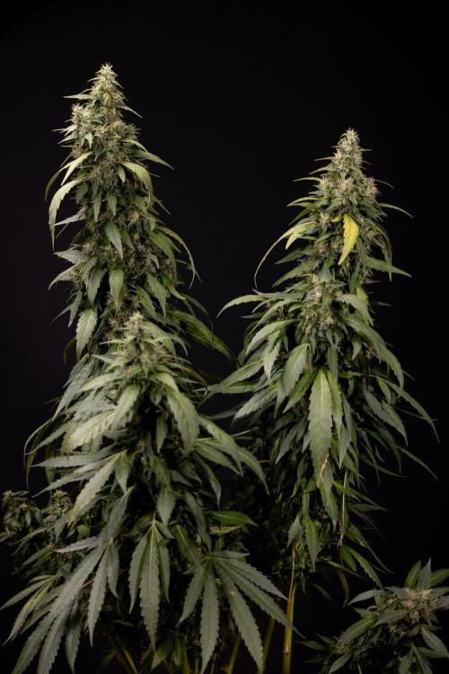 Alien OG 👽 - Zamnesia x B&B. Week 13 - Alien OG #1 - No Techniques