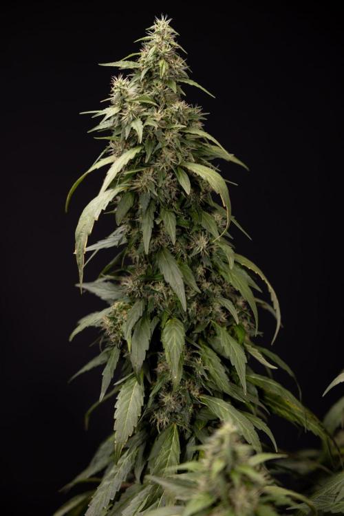Alien OG 👽 - Zamnesia x B&B. Week 13 - Alien OG #1 - No Techniques