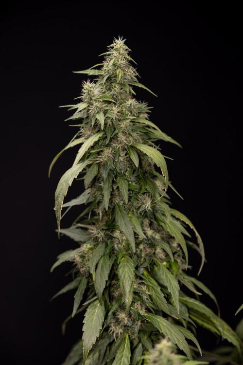 Alien OG 👽 - Zamnesia x B&B. Week 13 - Alien OG #1 - No Techniques