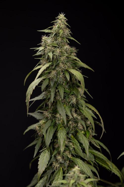 Alien OG 👽 - Zamnesia x B&B. Week 13 - Alien OG #1 - No Techniques