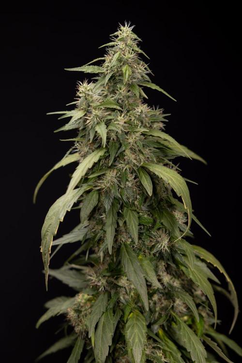 Alien OG 👽 - Zamnesia x B&B. Week 13 - Alien OG #1 - No Techniques