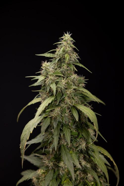 Alien OG 👽 - Zamnesia x B&B. Week 13 - Alien OG #1 - No Techniques