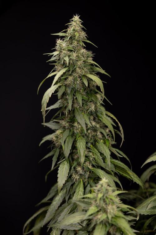 Alien OG 👽 - Zamnesia x B&B. Week 13 - Alien OG #1 - No Techniques