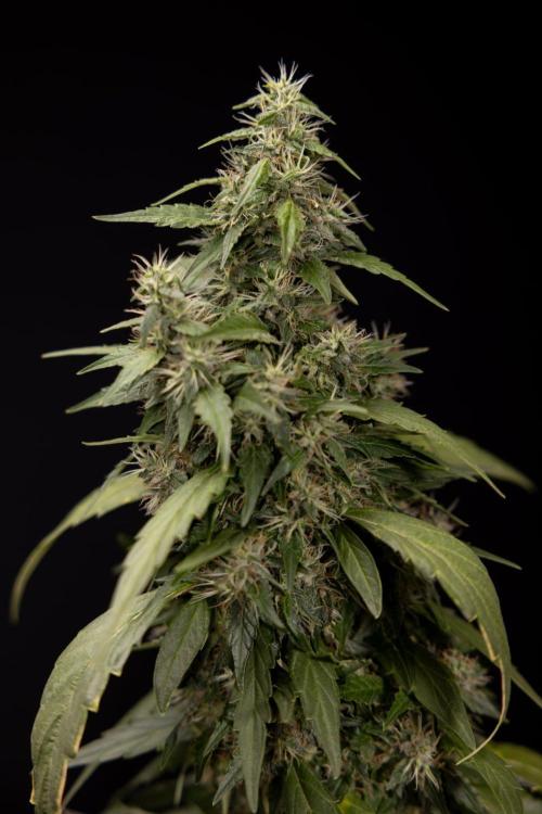 Alien OG 👽 - Zamnesia x B&B. Week 13 - Alien OG #1 - No Techniques