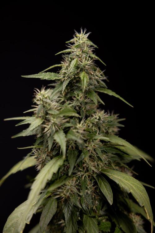 Alien OG 👽 - Zamnesia x B&B. Week 13 - Alien OG #1 - No Techniques