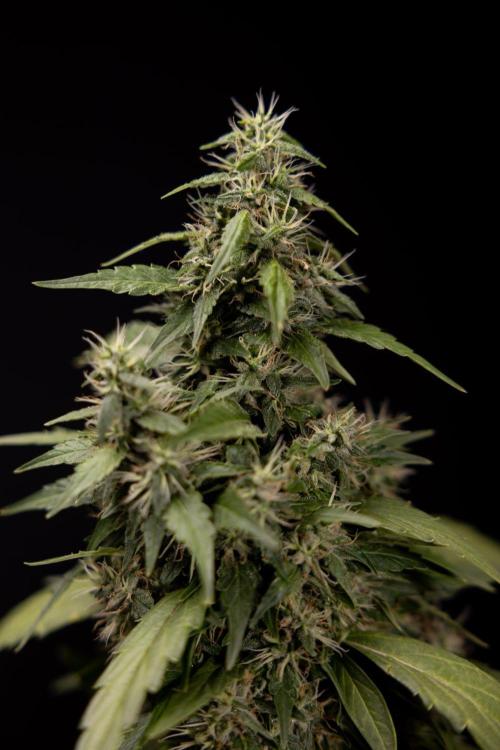 Alien OG 👽 - Zamnesia x B&B. Week 13 - Alien OG #1 - No Techniques