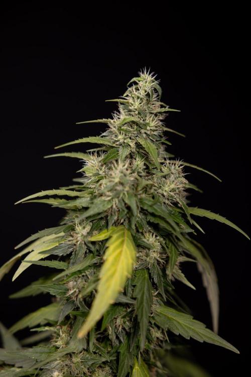 Alien OG 👽 - Zamnesia x B&B. Week 13 - Alien OG #1 - No Techniques