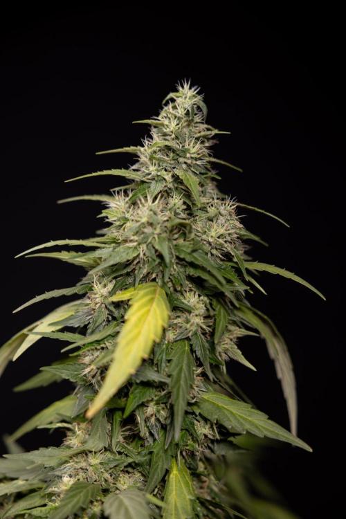 Alien OG 👽 - Zamnesia x B&B. Week 13 - Alien OG #1 - No Techniques