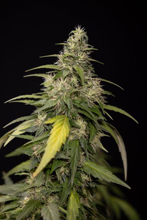 Alien OG 👽 - Zamnesia x B&B. Week 13 - Alien OG #1 - No Techniques