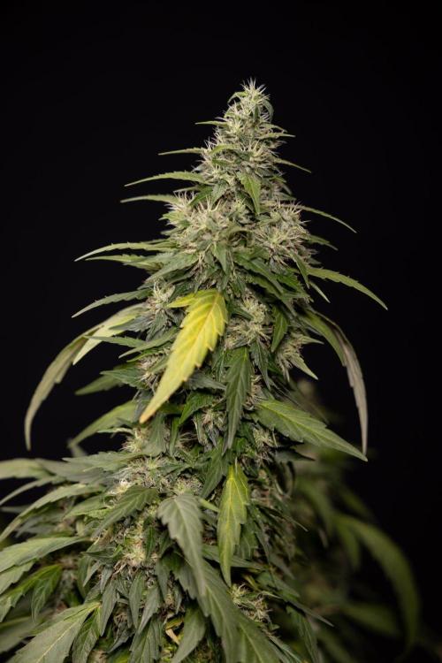 Alien OG 👽 - Zamnesia x B&B. Week 13 - Alien OG #1 - No Techniques