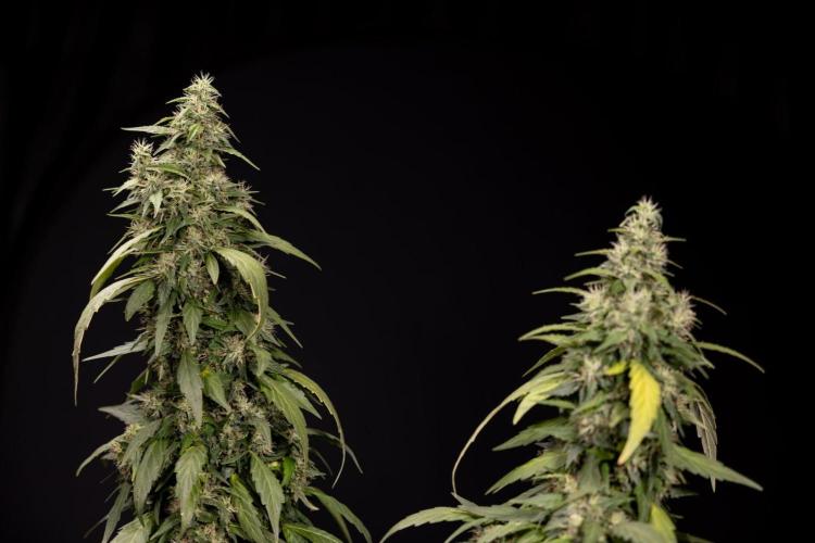 Alien OG 👽 - Zamnesia x B&B. Week 13 - Alien OG #1 - No Techniques