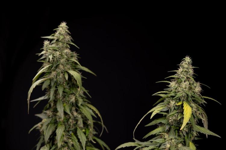 Alien OG 👽 - Zamnesia x B&B. Week 13 - Alien OG #1 - No Techniques