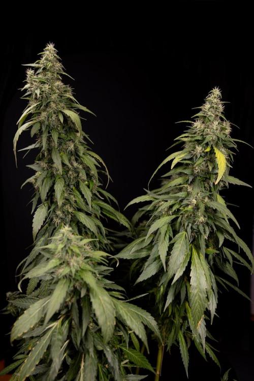 Alien OG 👽 - Zamnesia x B&B. Week 13 - Alien OG #1 - No Techniques