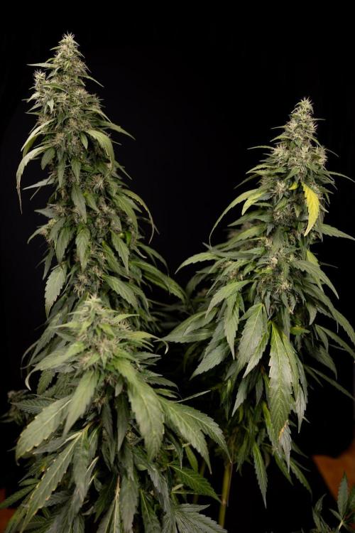 Alien OG 👽 - Zamnesia x B&B. Week 13 - Alien OG #1 - No Techniques