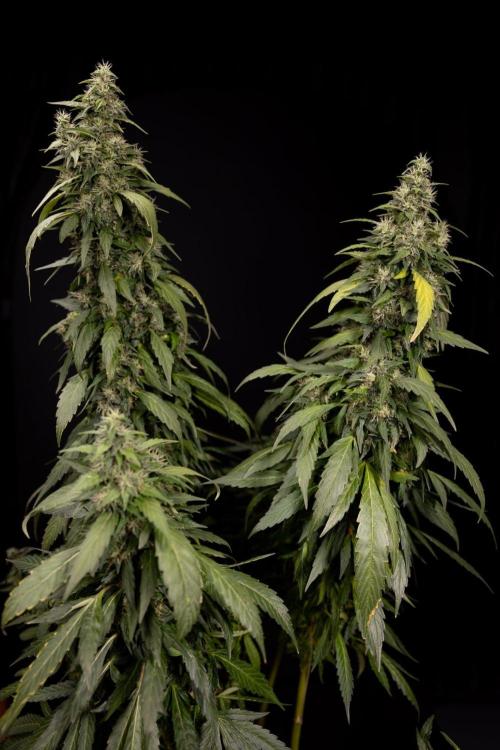 Alien OG 👽 - Zamnesia x B&B. Week 13 - Alien OG #1 - No Techniques
